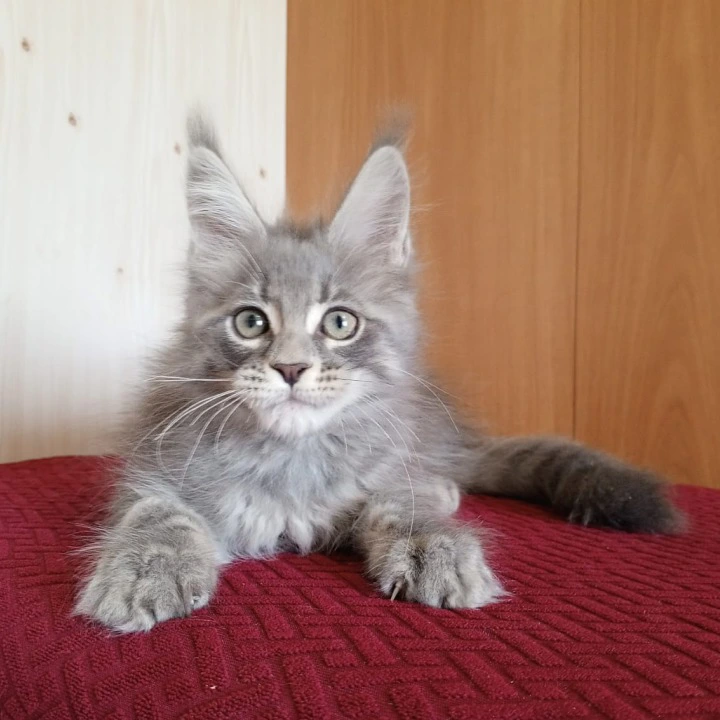 Richi Maine Coon Kittens | Kitten for sale. 