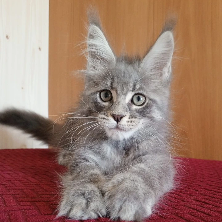 Richi Maine Coon Kittens | Kitten for sale. 