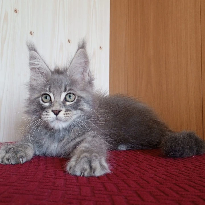 Richi Maine Coon Kittens | Kitten for sale. 