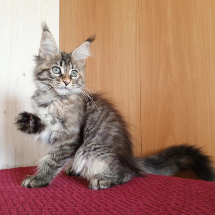 Rochelle Maine Coon Kittens | Large selection of kittens. 