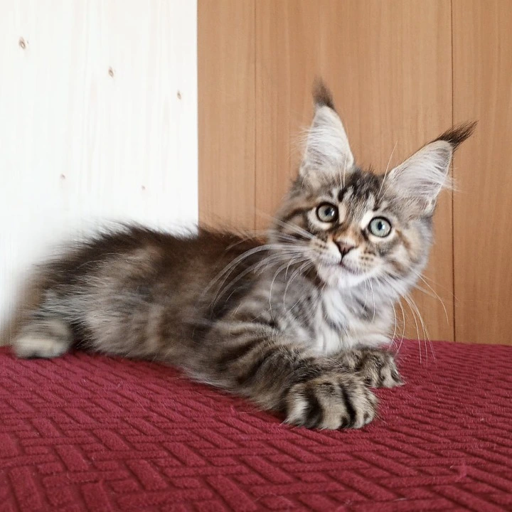 Rochelle Maine Coon Kittens | Large selection of kittens. 