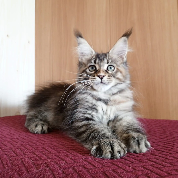 Rochelle Maine Coon Kittens | Large selection of kittens. 