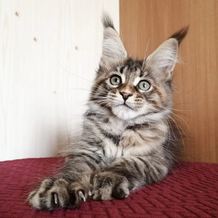 Rochelle Maine Coon Kittens | Large selection of kittens. 