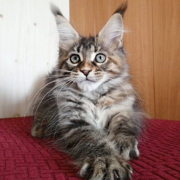 Rochelle Maine Coon Kittens | Large selection of kittens. 