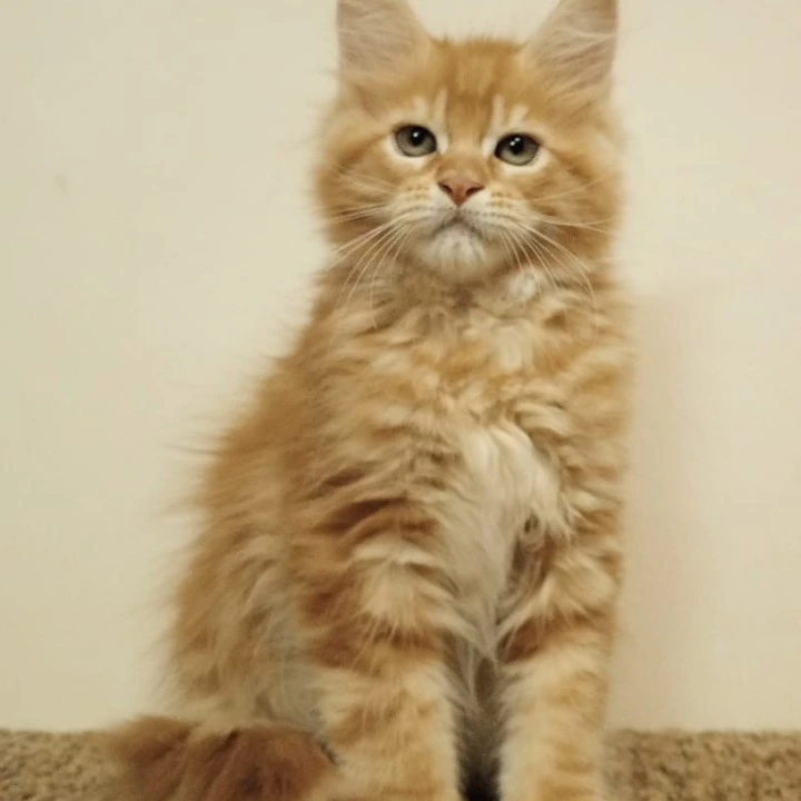 Stiff Maine Coon Kittens | Kittens for sale. 