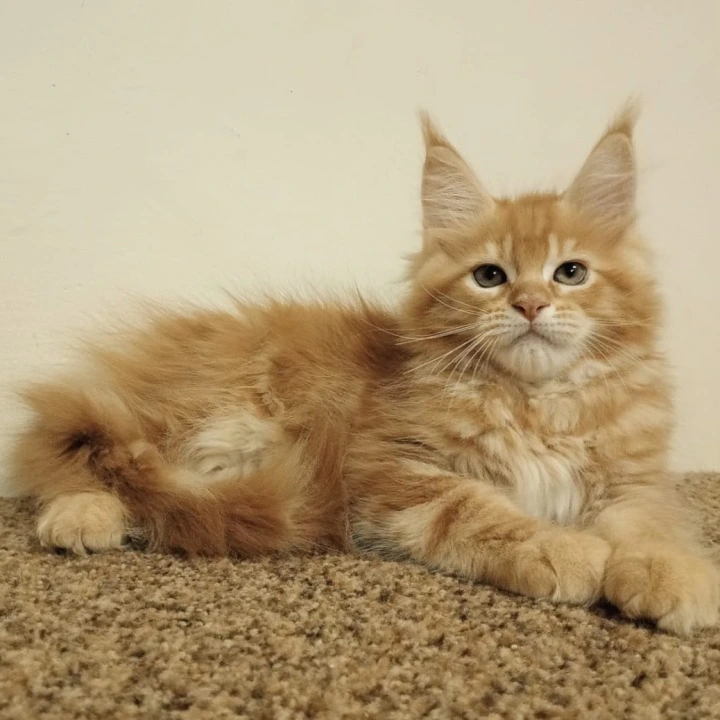 Stiff Maine Coon Kittens | Kittens for sale. 