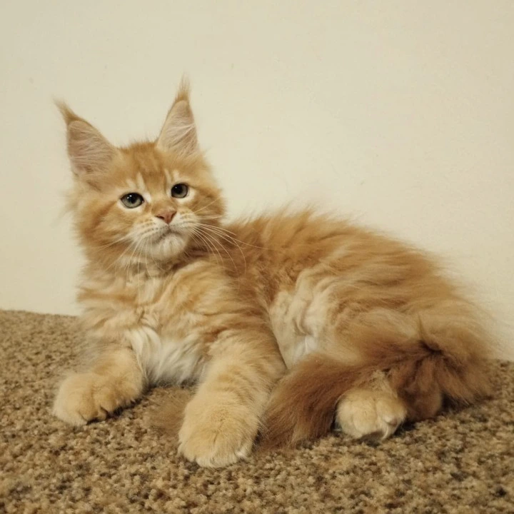 Stiff Maine Coon Kittens | Kittens for sale. 