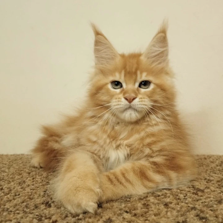 Stiff Maine Coon Kittens | Kittens for sale. 