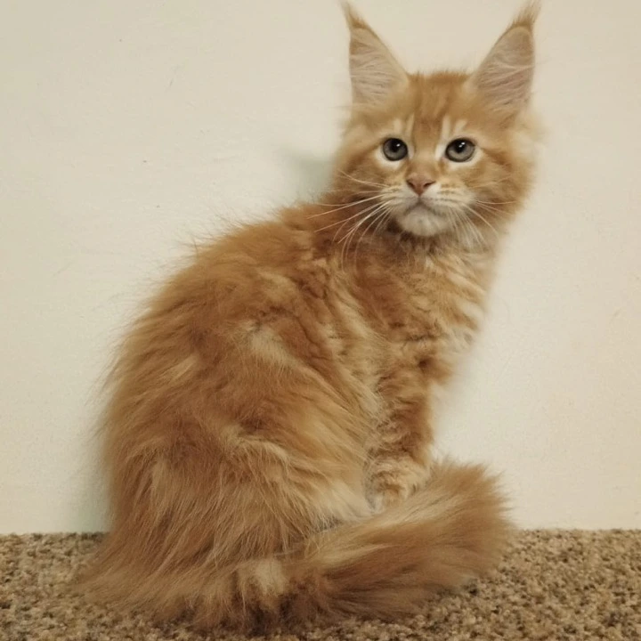 Stiff Maine Coon Kittens | Kittens for sale. 