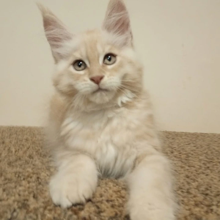 Sava Maine Coon Kittens | Buy a kitten. 