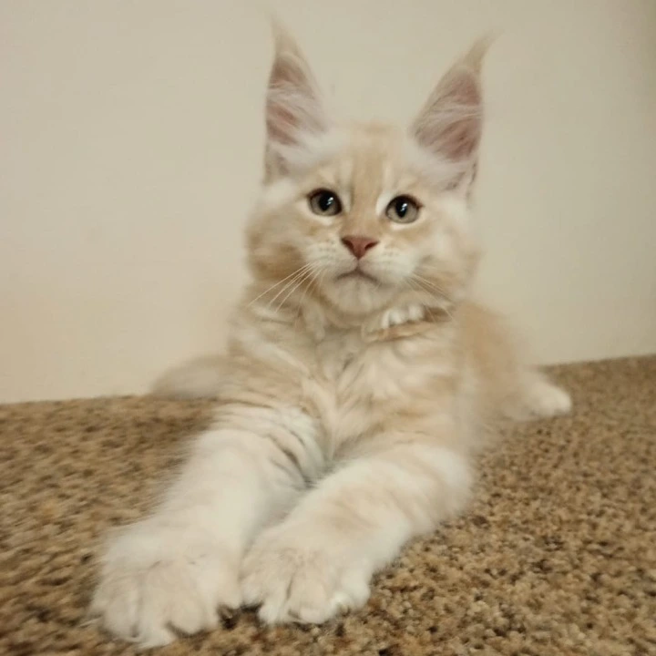 Sava Maine Coon Kittens | Buy a kitten. 
