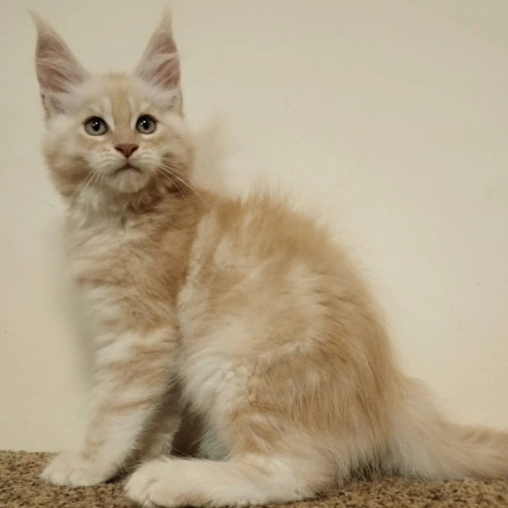 Sava Maine Coon Kittens | Buy a kitten. 