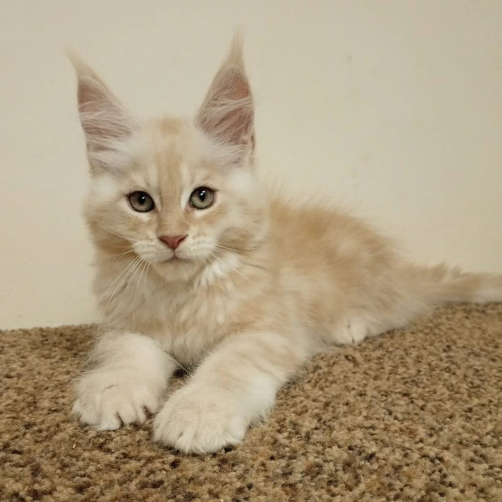 Sava Maine Coon Kittens | Buy a kitten. 