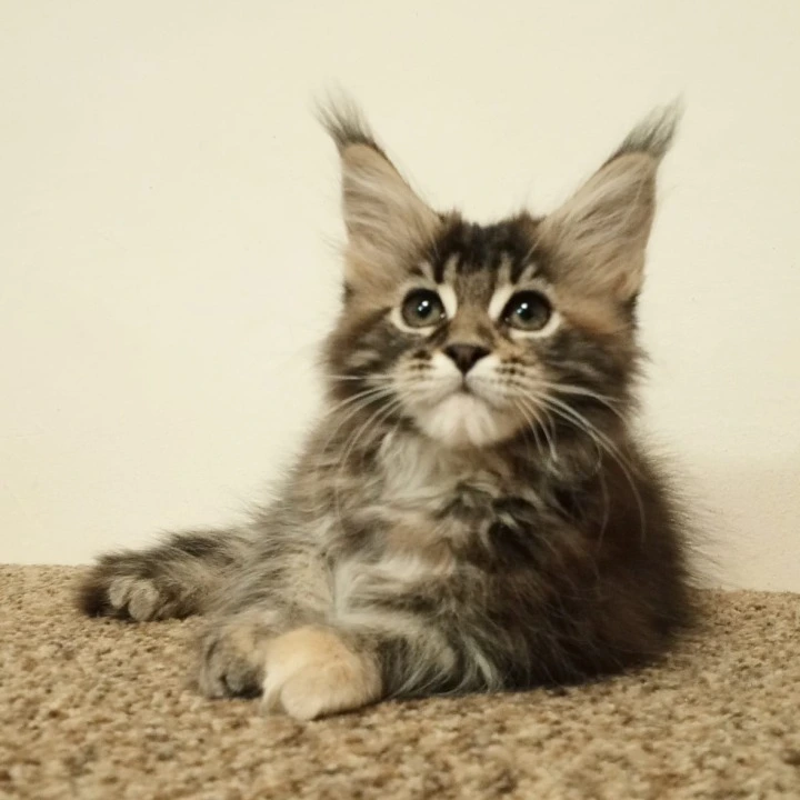Shakira Maine Coon Kittens | Large selection of kittens. 