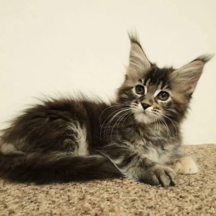Shakira Maine Coon Kittens | Large selection of kittens. 
