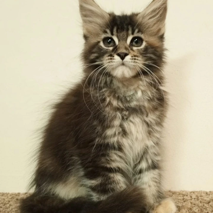 Shakira Maine Coon Kittens | Large selection of kittens. 