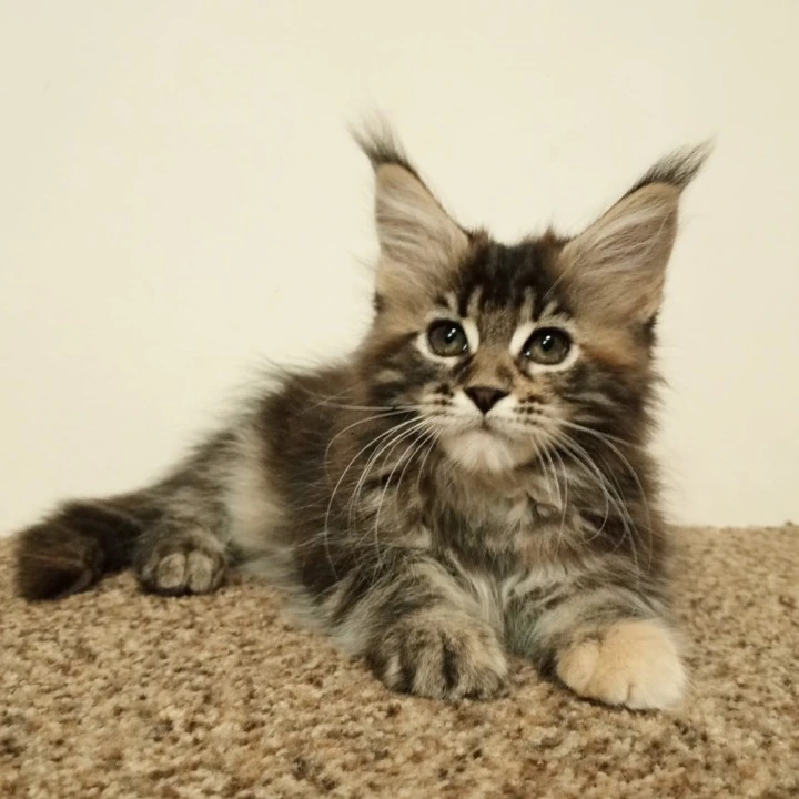 Shakira Maine Coon Kittens | Large selection of kittens. 