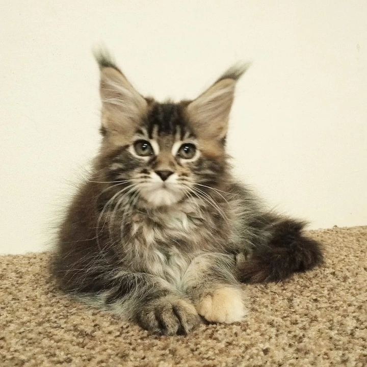 Shakira Maine Coon Kittens | Large selection of kittens. 