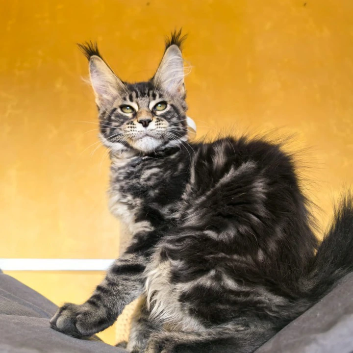 Sergo Maine Coon Kittens | Buy a kitten. 