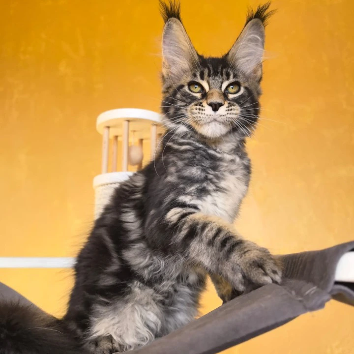Sergo Maine Coon Kittens | Buy a kitten. 