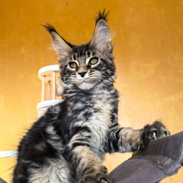 Sergo Maine Coon Kittens | Buy a kitten. 