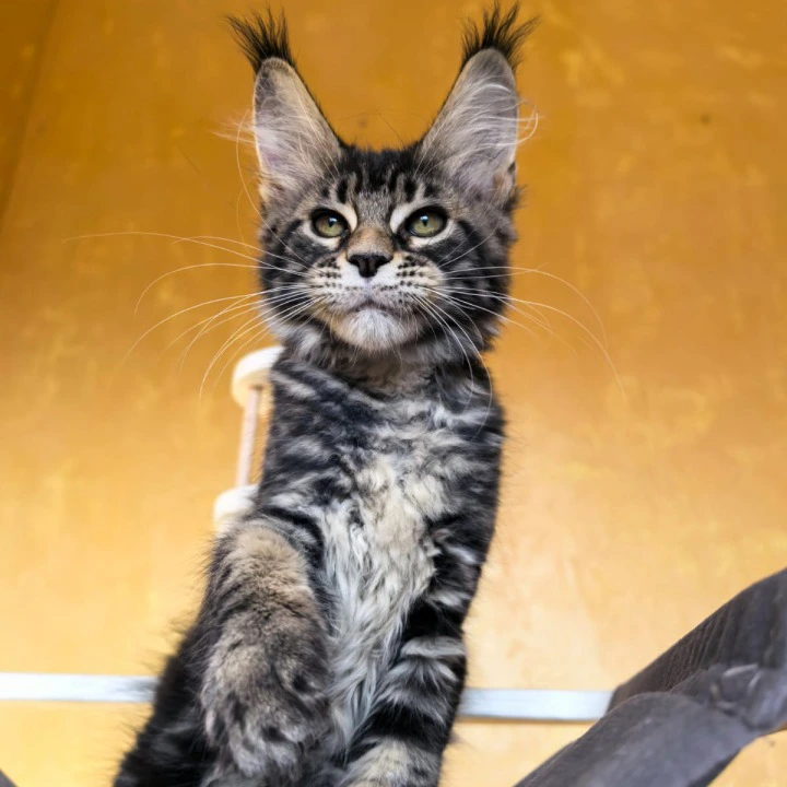 Sergo Maine Coon Kittens | Buy a kitten. 