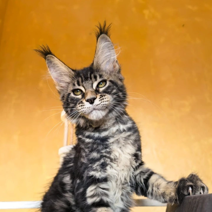 Sergo Maine Coon Kittens | Buy a kitten. 
