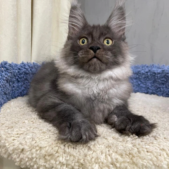 Yara Maine Coon Kittens | Kittens for sale. 