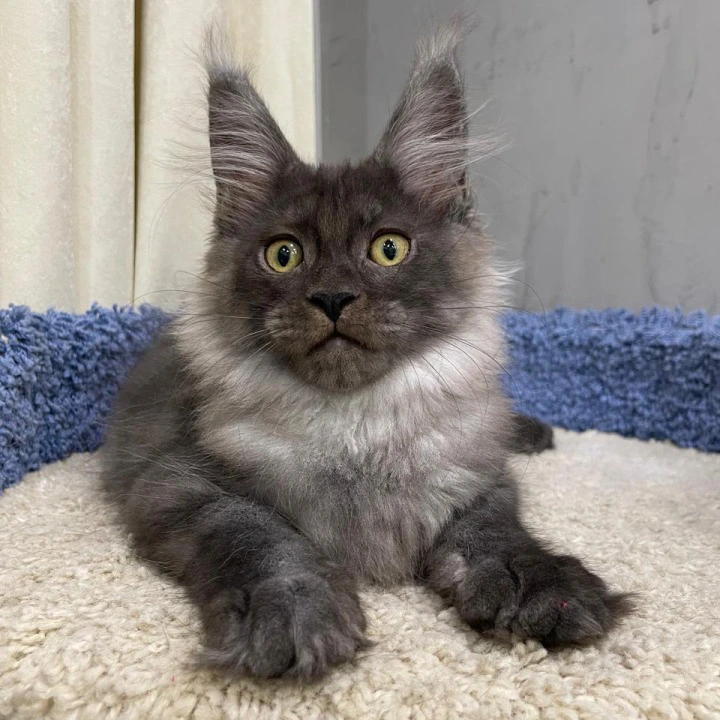 Yara Maine Coon Kittens | Kittens for sale. 