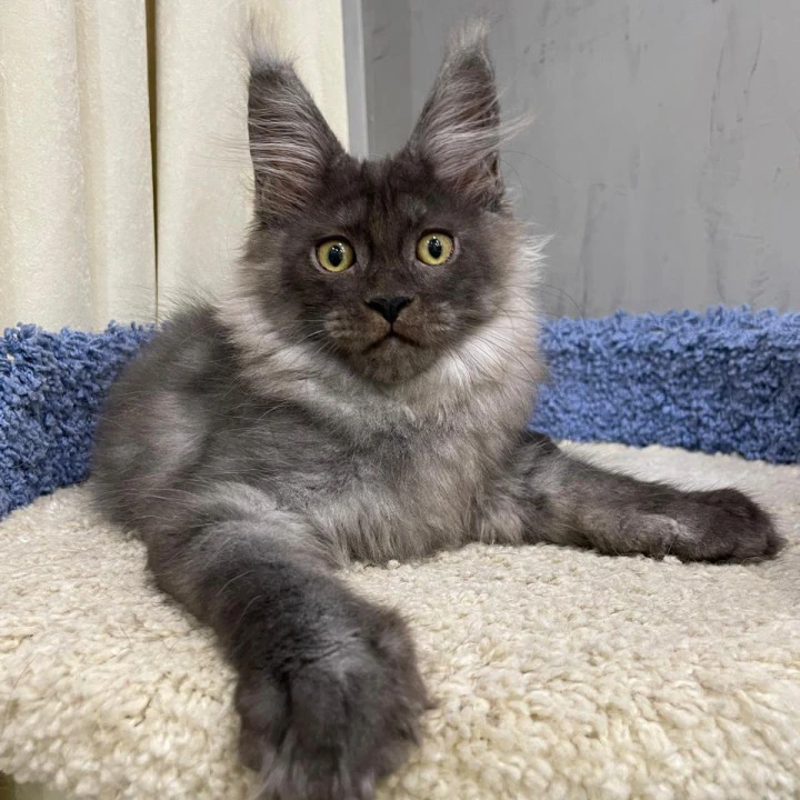 Yara Maine Coon Kittens | Kittens for sale. 