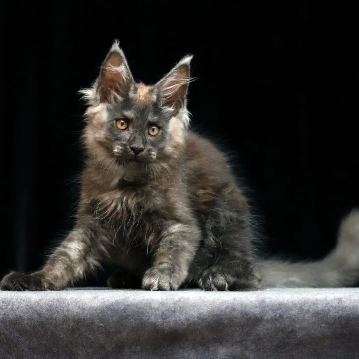 Joseph Maine Coon Kittens | Buy a kitten. 