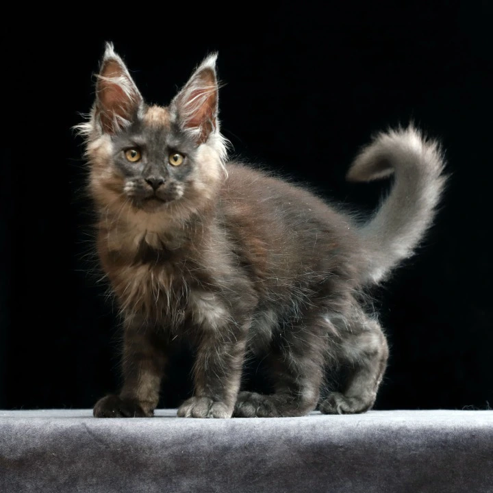 Joseph Maine Coon Kittens | Buy a kitten. 