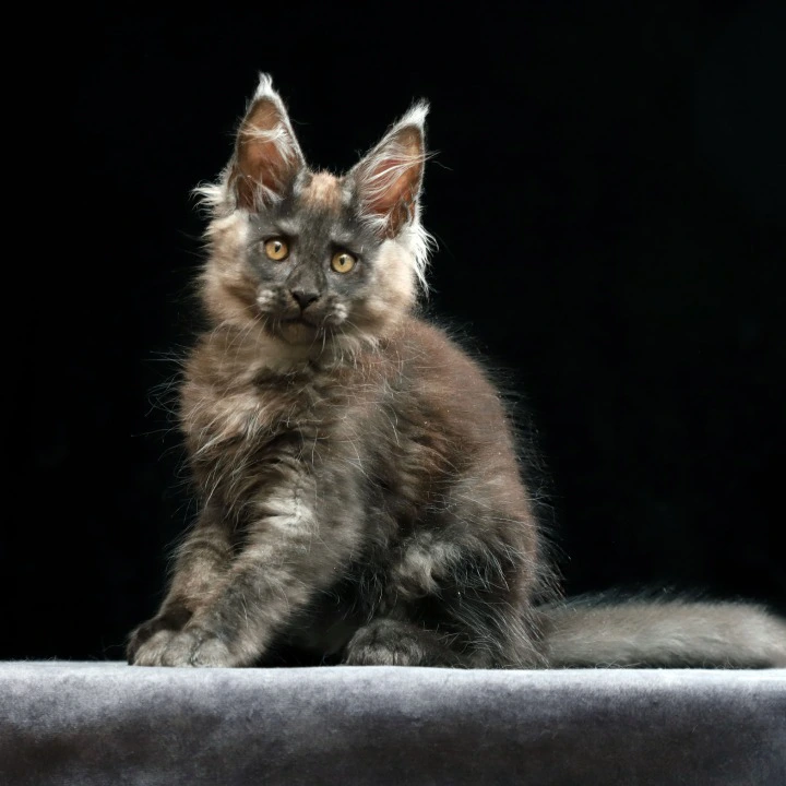 Joseph Maine Coon Kittens | Buy a kitten. 
