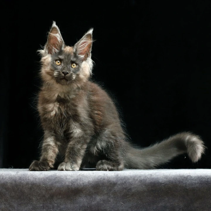 Joseph Maine Coon Kittens | Buy a kitten. 