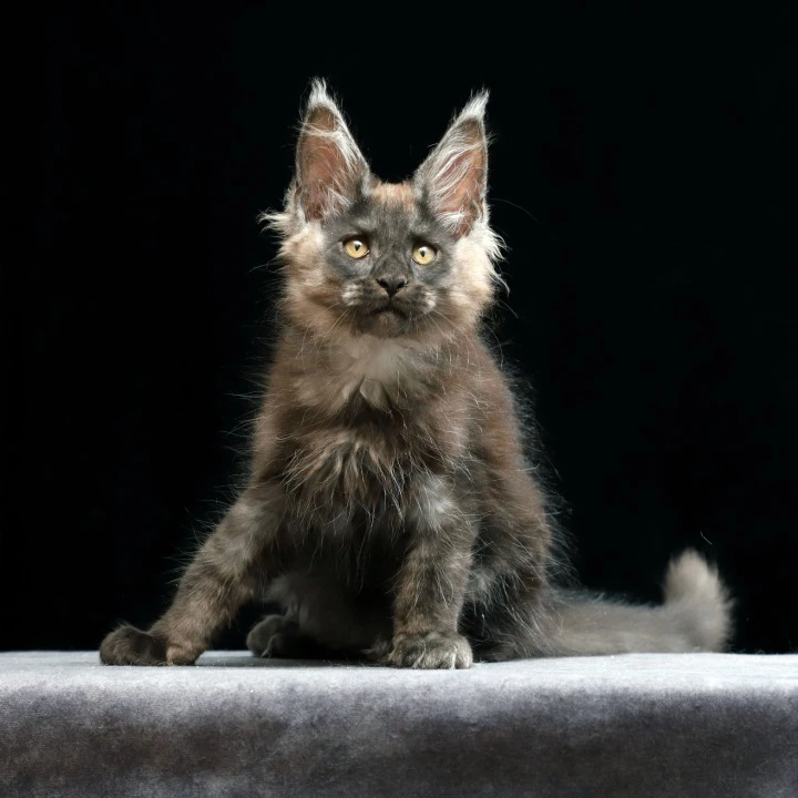 Joseph Maine Coon Kittens | Buy a kitten. 