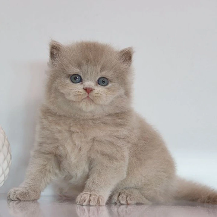 Zeus Longhair British Shorthair Kittens | Kittens for sale.