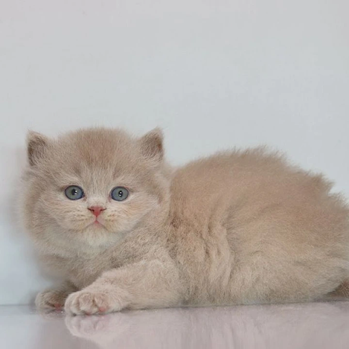 Zeus Longhair British Shorthair Kittens | Kittens for sale. 