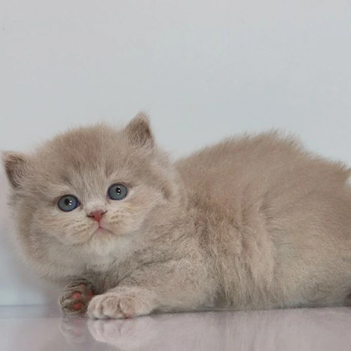 Zeus Longhair British Shorthair Kittens | Kittens for sale.