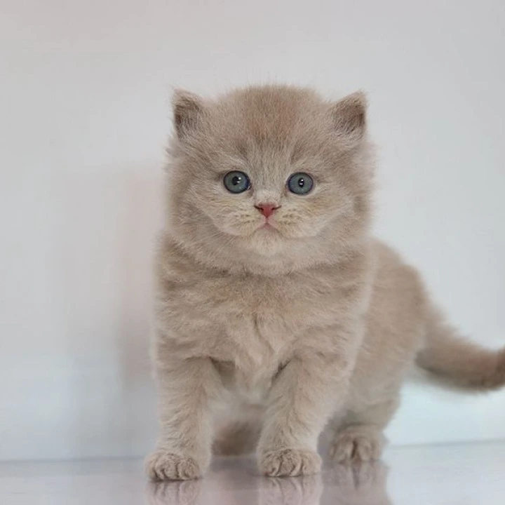 Zeus Longhair British Shorthair Kittens | Kittens for sale.