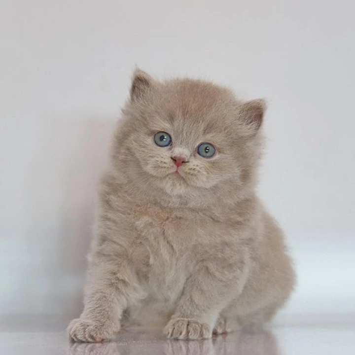 Zeus Longhair British Shorthair Kittens | Kittens for sale.