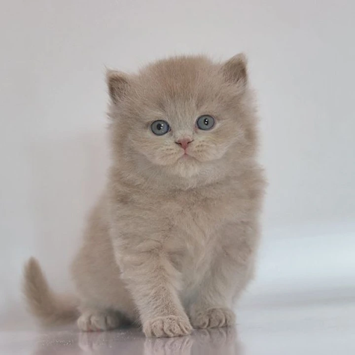 Zeus Longhair British Shorthair Kittens | Kittens for sale.