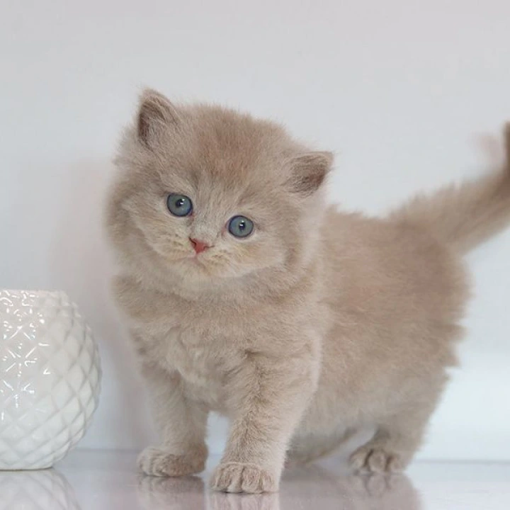 Zeus Longhair British Shorthair Kittens | Kittens for sale. 