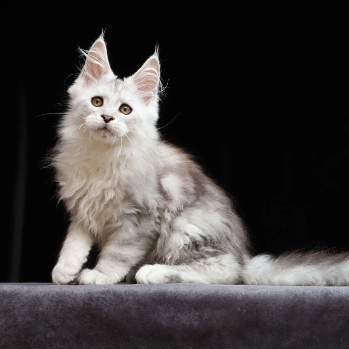 Howard Maine Coon Kittens | Kitten for sale. 