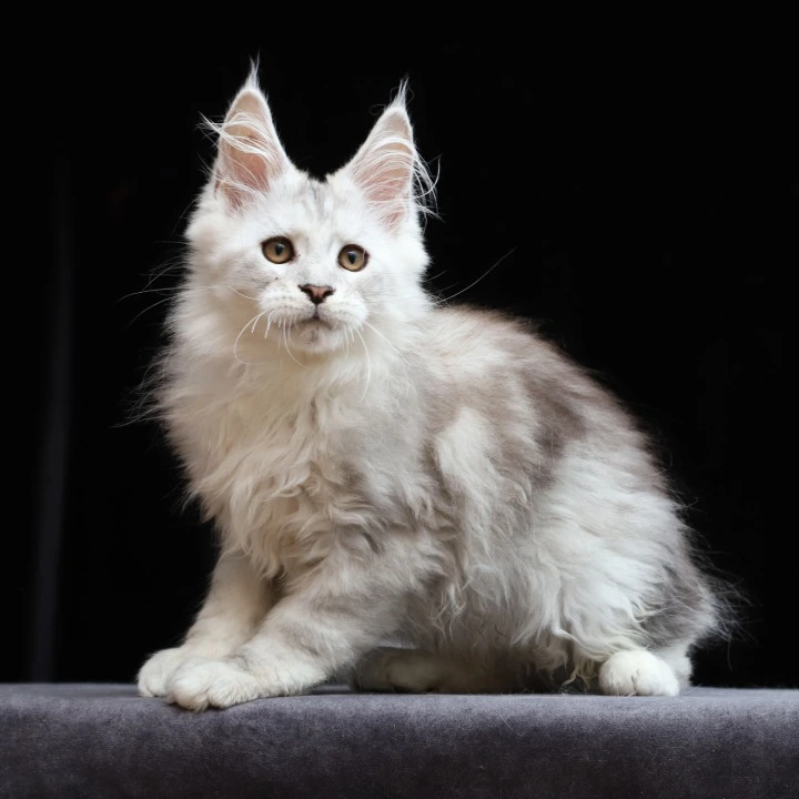 Howard Maine Coon Kittens | Kitten for sale. 