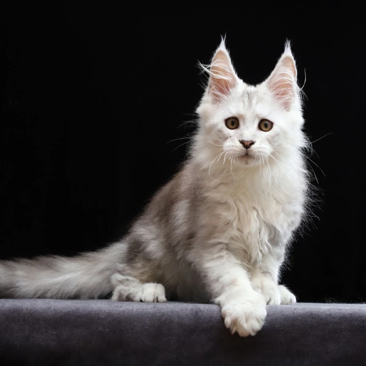 Howard Maine Coon Kittens | Kitten for sale. 