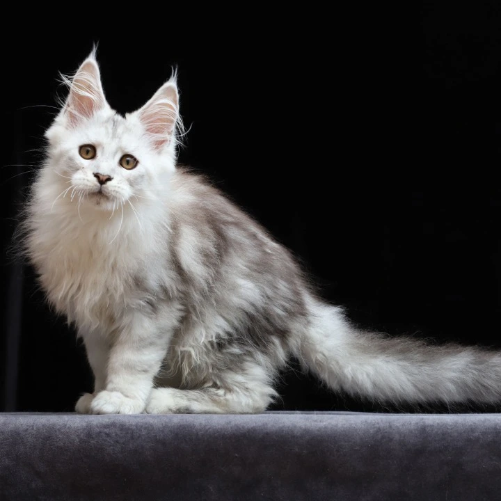 Howard Maine Coon Kittens | Kitten for sale. 