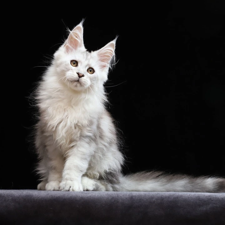 Howard Maine Coon Kittens | Kitten for sale. 