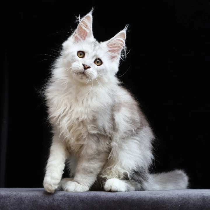 Howard Maine Coon Kittens | Kitten for sale. 