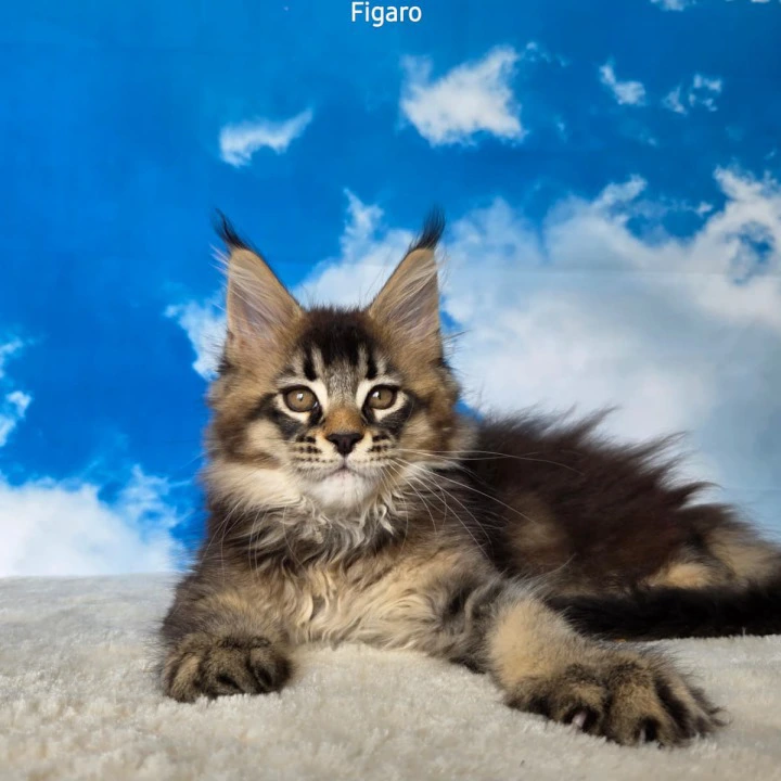Figaro Maine Coon Kittens | Kitten for sale. 