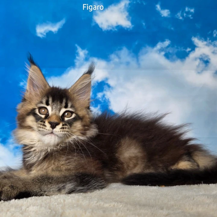 Figaro Maine Coon Kittens | Kitten for sale. 